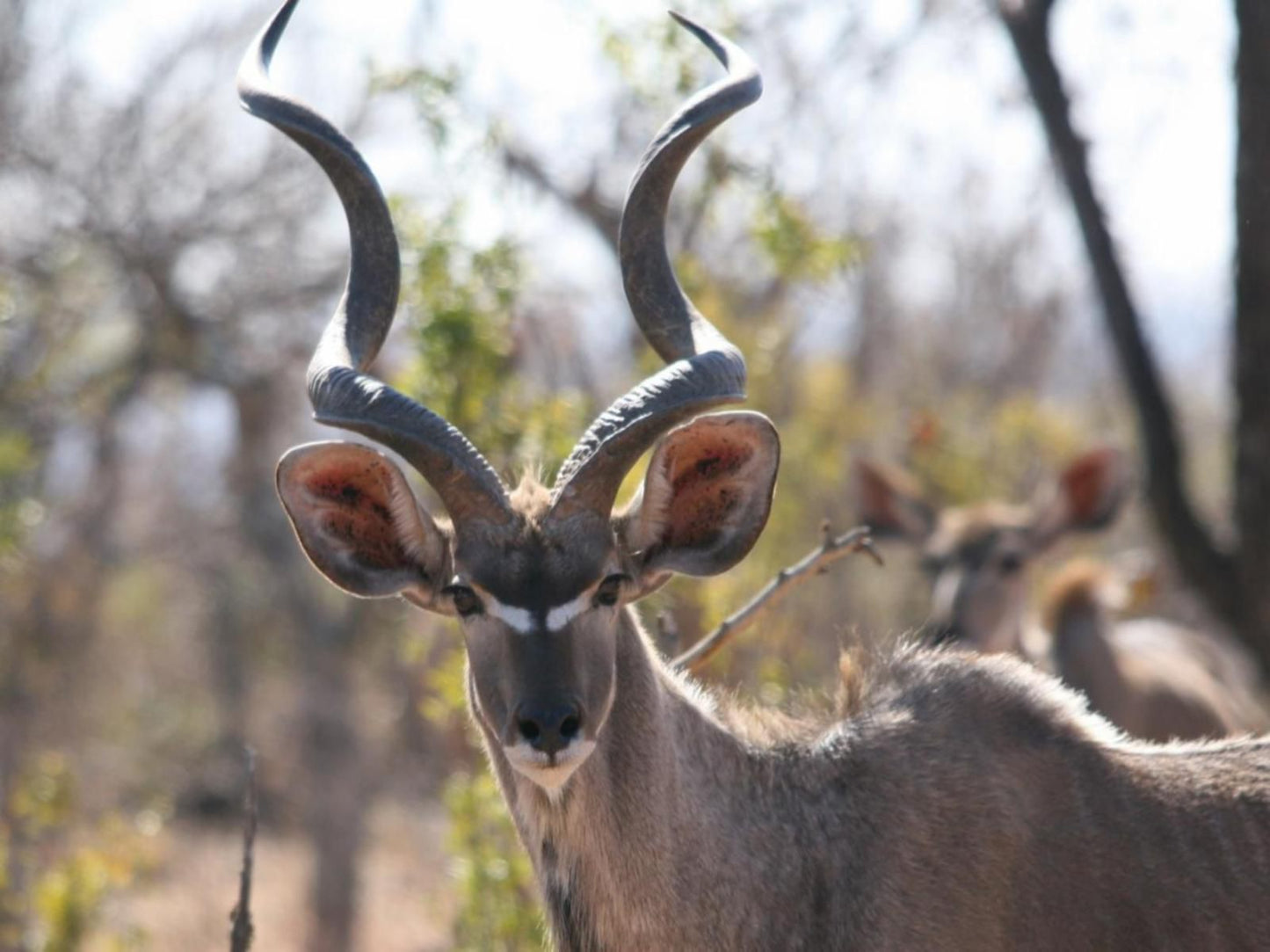 Olievenfontein Private Game Reserve Vaalwater Limpopo Province South Africa Animal