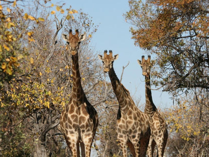 Olievenfontein Private Game Reserve Vaalwater Limpopo Province South Africa Giraffe, Mammal, Animal, Herbivore