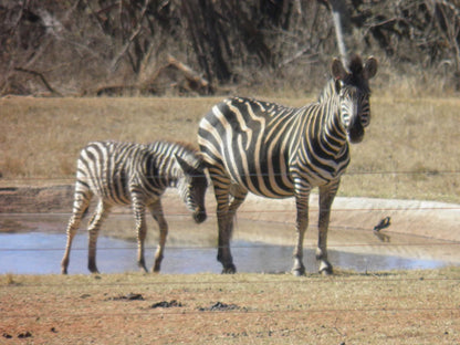 Olievenfontein Private Game Reserve Vaalwater Limpopo Province South Africa Zebra, Mammal, Animal, Herbivore