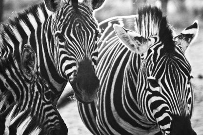 Olievenhoutsrus Guest And Game Farm Vaalwater Limpopo Province South Africa Colorless, Black And White, Zebra, Mammal, Animal, Herbivore, High Key