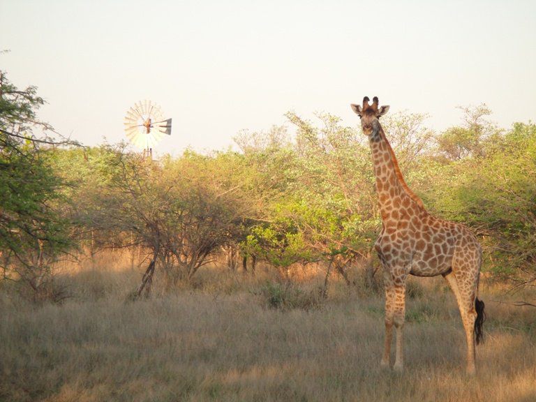 Olievenhoutsrus Guest And Game Farm Vaalwater Limpopo Province South Africa Sepia Tones, Giraffe, Mammal, Animal, Herbivore