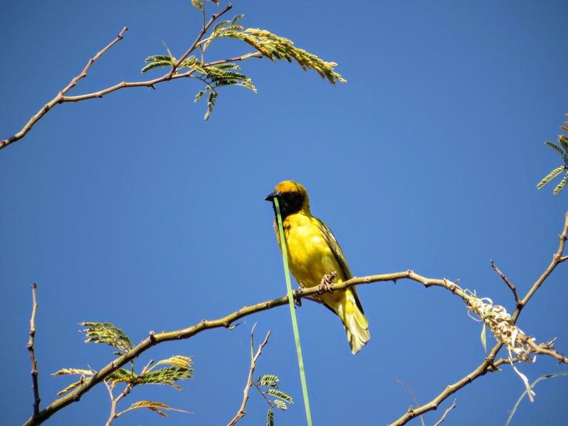 Olievenhoutsrus Guest And Game Farm Vaalwater Limpopo Province South Africa Bird, Animal, Canola, Nature, Agriculture, Plant