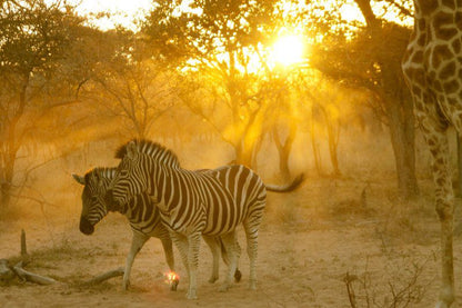 Olievenhoutsrus Guest And Game Farm Vaalwater Limpopo Province South Africa Sepia Tones, Zebra, Mammal, Animal, Herbivore