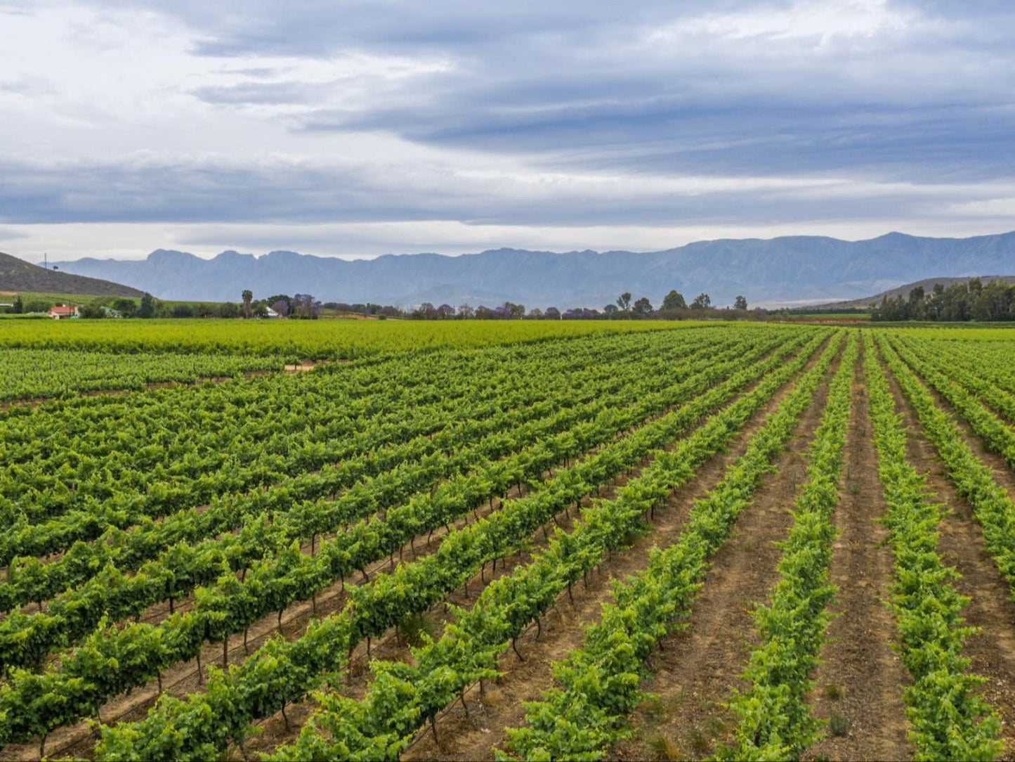 Olifantskrans River Cabins Robertson Western Cape South Africa Complementary Colors, Field, Nature, Agriculture