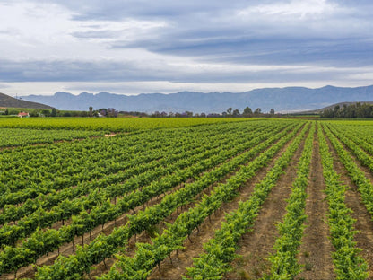 Olifantskrans River Cabins Robertson Western Cape South Africa Complementary Colors, Field, Nature, Agriculture