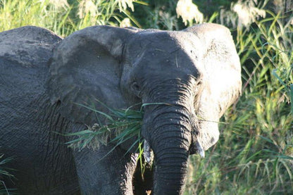Olifants River Lodge And Safaris Phalaborwa Limpopo Province South Africa Elephant, Mammal, Animal, Herbivore