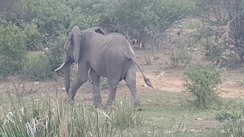 Olifants River Lodge And Safaris Phalaborwa Limpopo Province South Africa Unsaturated, Elephant, Mammal, Animal, Herbivore