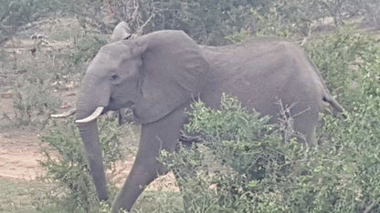 Olifants River Lodge And Safaris Phalaborwa Limpopo Province South Africa Unsaturated, Elephant, Mammal, Animal, Herbivore