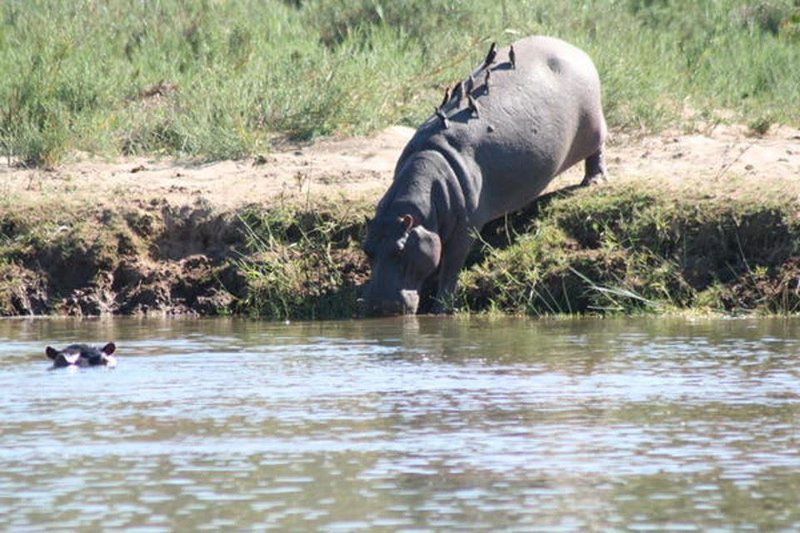 Olifants River Lodge And Safaris Phalaborwa Limpopo Province South Africa Hippo, Mammal, Animal, Herbivore