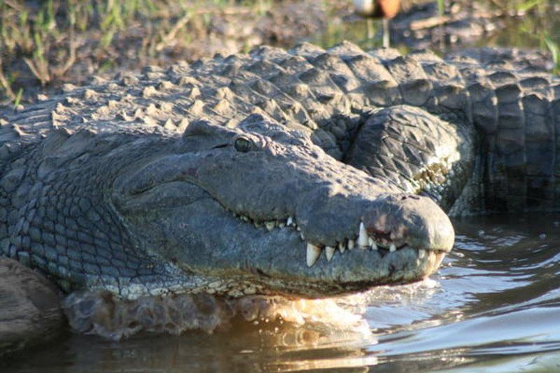 Olifants River Lodge And Safaris Phalaborwa Limpopo Province South Africa Crocodile, Reptile, Animal, Predator