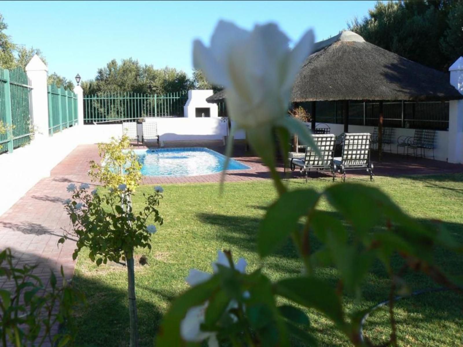 Olive Grove Guest Farm Beaufort West Western Cape South Africa Swimming Pool