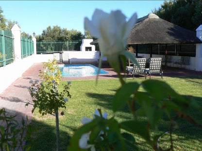 Olive Grove Guest Farm Beaufort West Western Cape South Africa Swimming Pool