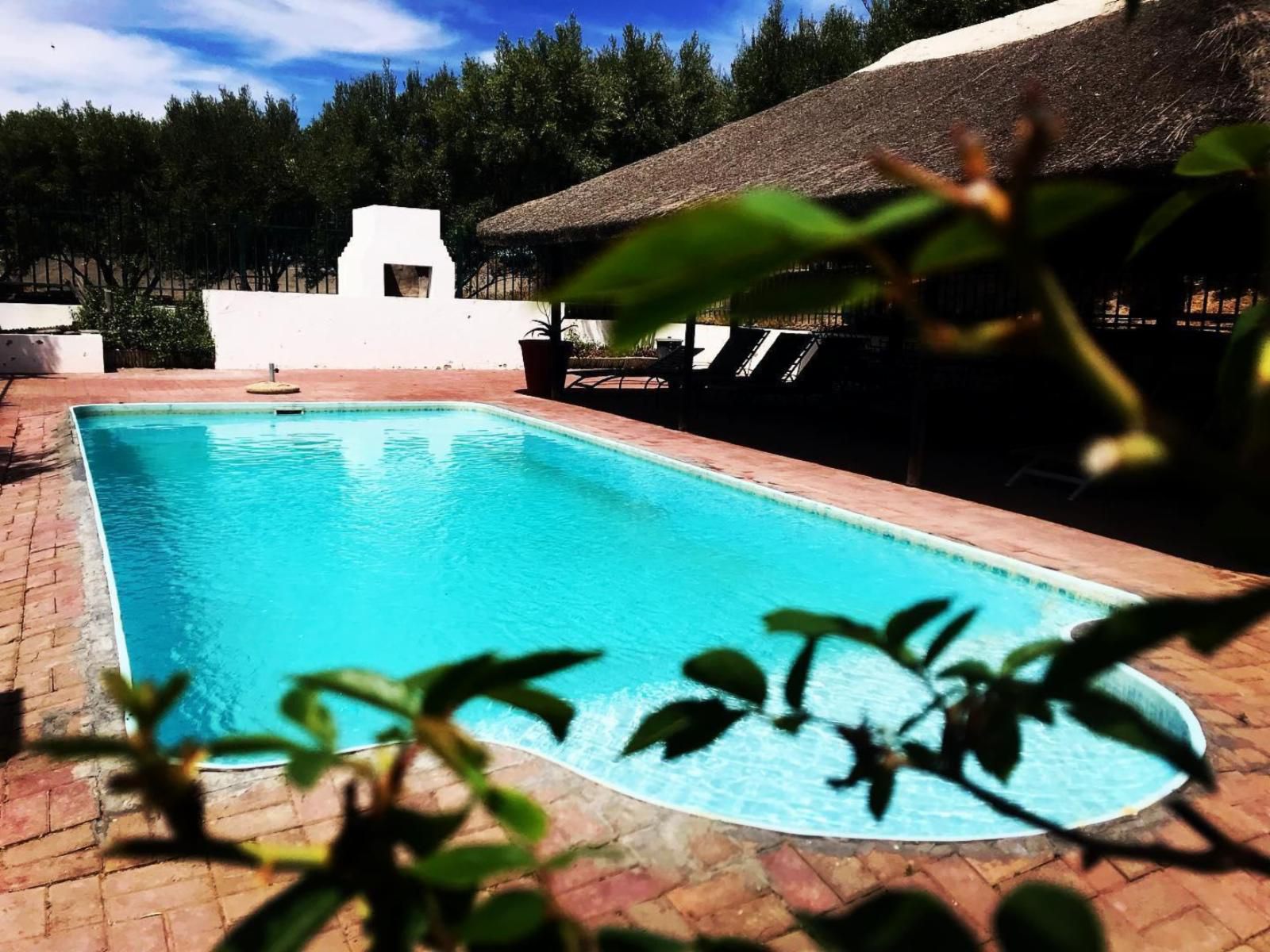 Olive Grove Guest Farm Beaufort West Western Cape South Africa Complementary Colors, Swimming Pool