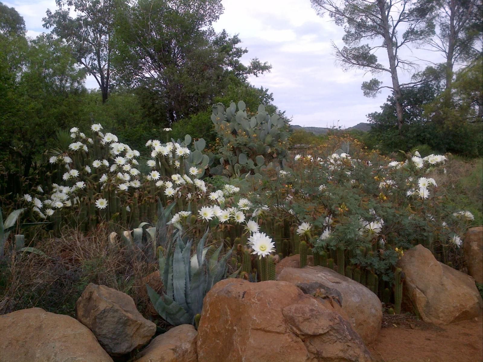 Olive Hill Country Lodge Olive Hill Bloemfontein Free State South Africa Cactus, Plant, Nature, Garden