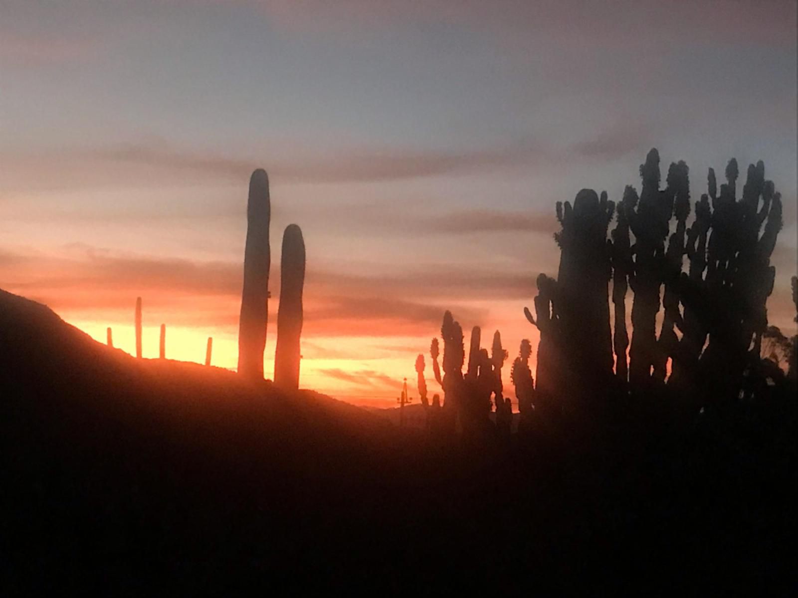 Olive Hill Guest House Robertson Western Cape South Africa Cactus, Plant, Nature, Silhouette, Sunset, Sky