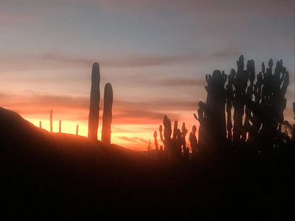 Olive Hill Guest House Robertson Western Cape South Africa Cactus, Plant, Nature, Silhouette, Sunset, Sky