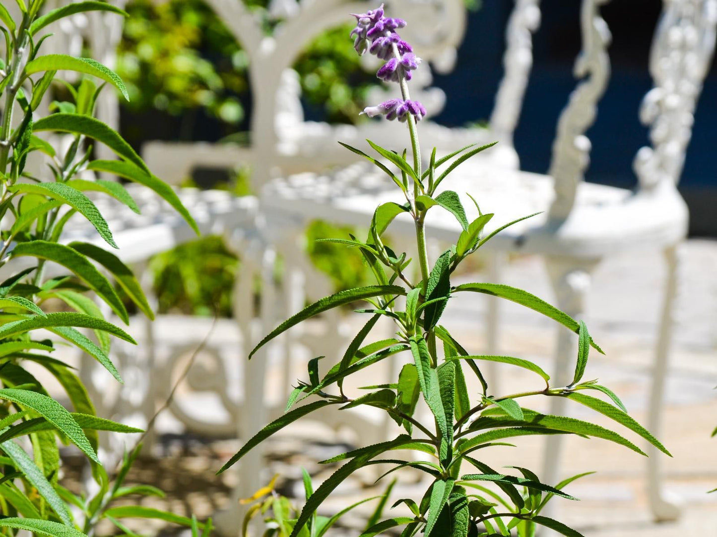 Olive Tree Lodge, Flower, Plant, Nature