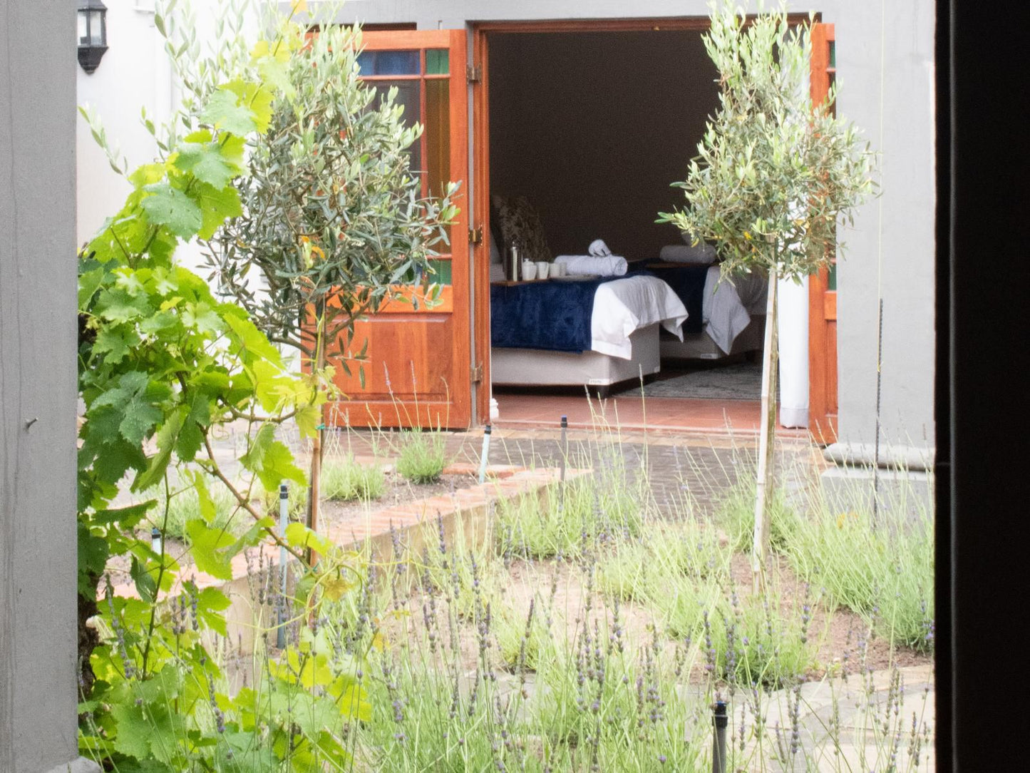 Olive Tree Lodge, Garden, Nature, Plant