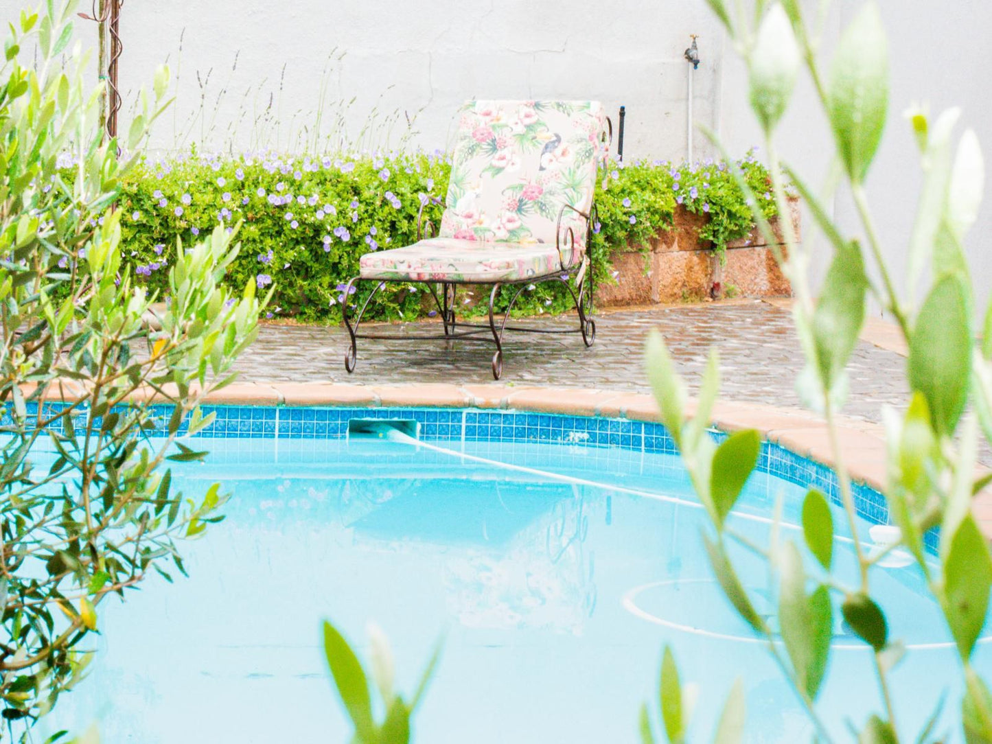 Olive Tree Lodge, Garden, Nature, Plant, Swimming Pool