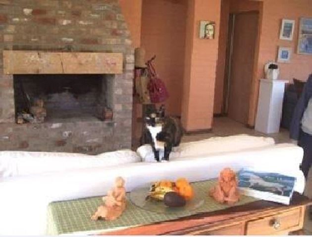 Oliventijn Calitzdorp Western Cape South Africa Cat, Mammal, Animal, Pet, Fire, Nature, Fireplace, Pumpkin, Vegetable, Food, Autumn