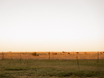 Olyf Guest Cottage, Field, Nature, Agriculture, Lowland