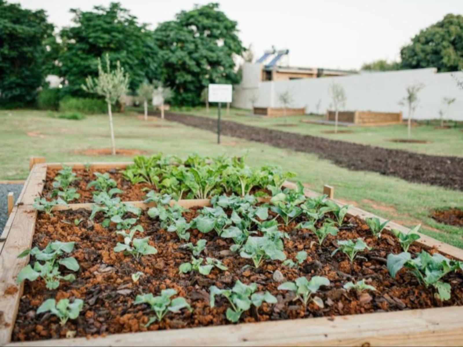 Olyf Guest Cottage, Field, Nature, Agriculture, Plant, Garden, Vegetable, Food