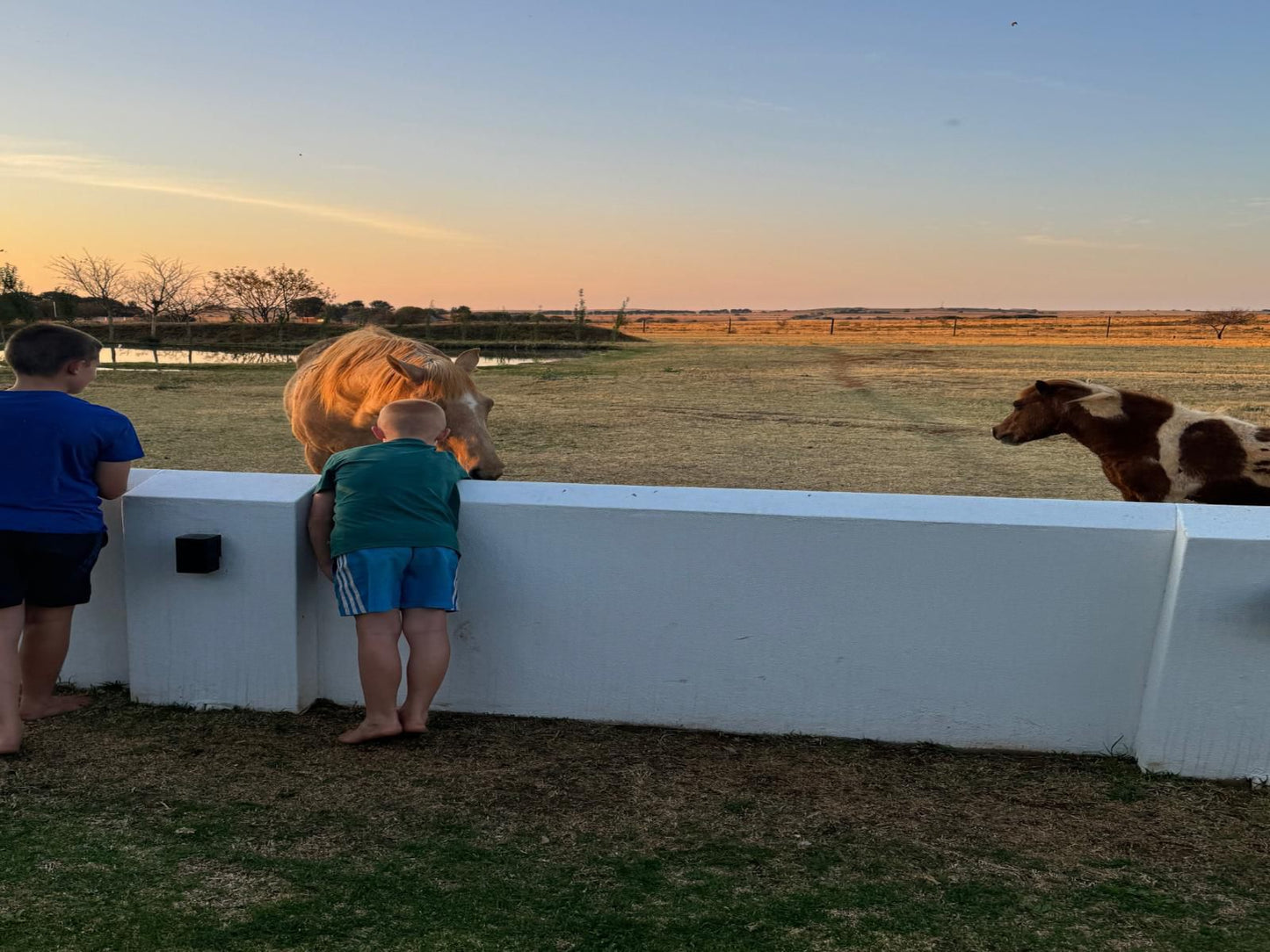 Olyf Guest Cottage, Horse, Mammal, Animal, Herbivore, Lowland, Nature, Person