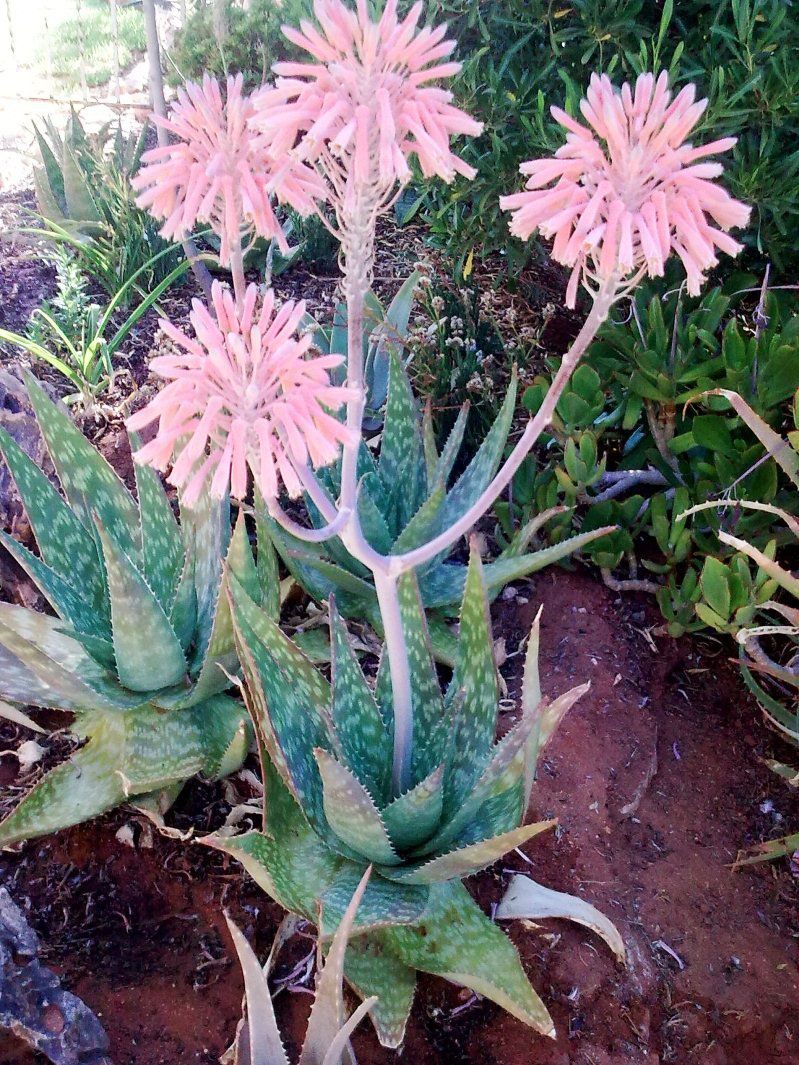 Oma Miemie S Accommodation Kenhardt Northern Cape South Africa Cactus, Plant, Nature, Lily, Flower, Garden