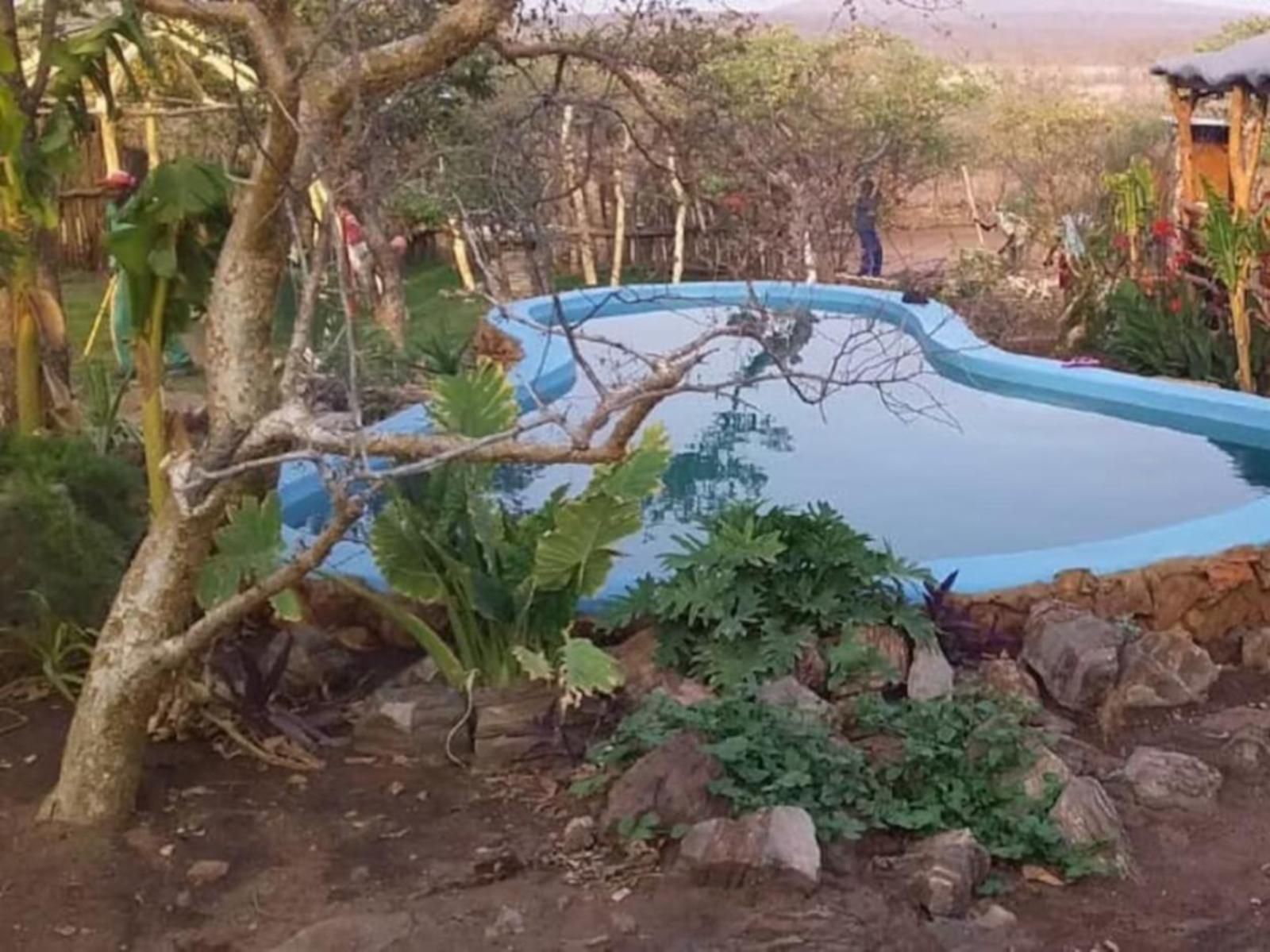 Omapaha Etosha Restcamp, Reptile, Animal, Garden, Nature, Plant