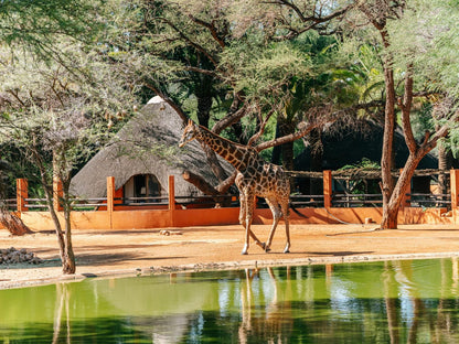 Omaruru Game Lodge, Giraffe, Mammal, Animal, Herbivore