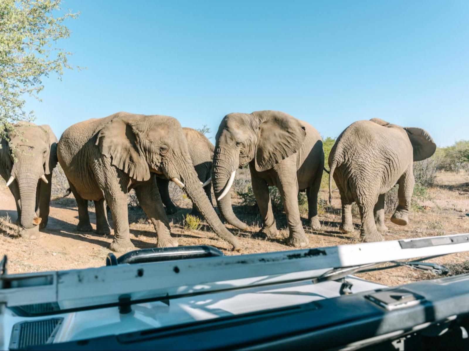 Omaruru Game Lodge, Elephant, Mammal, Animal, Herbivore