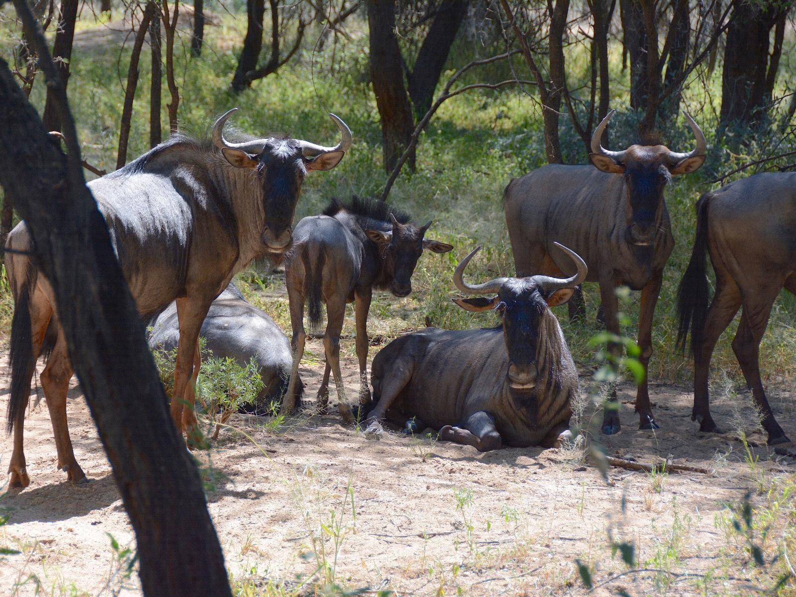 Omaruru Game Lodge, Gnu, Mammal, Animal, Herbivore, Water Buffalo