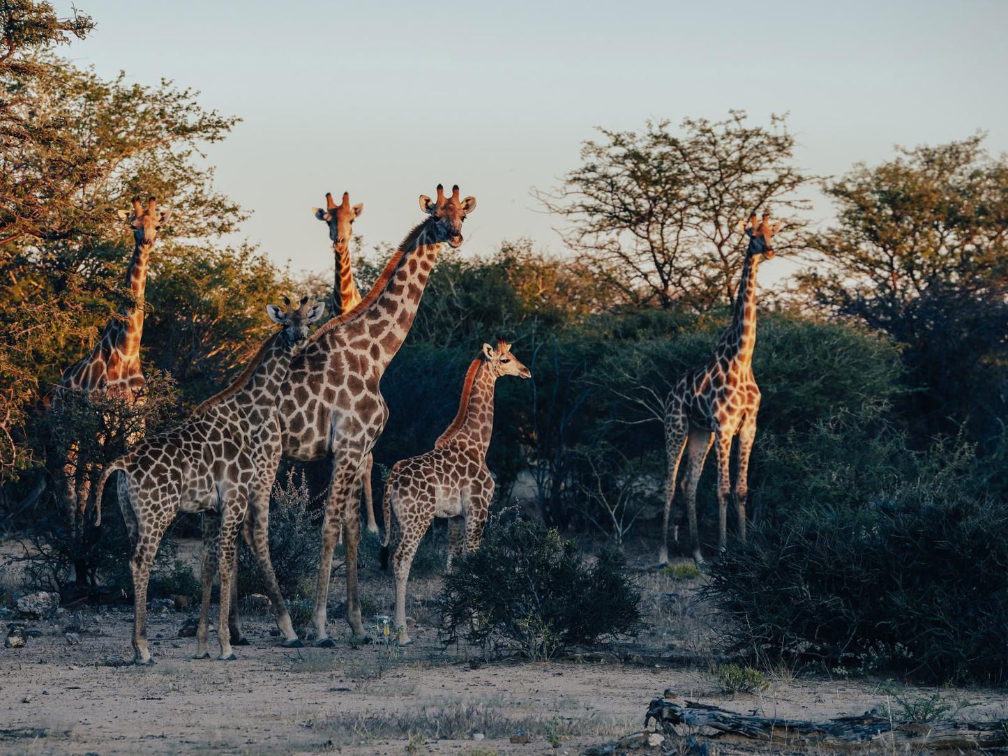 Omaruru Game Lodge, Giraffe, Mammal, Animal, Herbivore