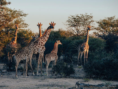 Omaruru Game Lodge, Giraffe, Mammal, Animal, Herbivore