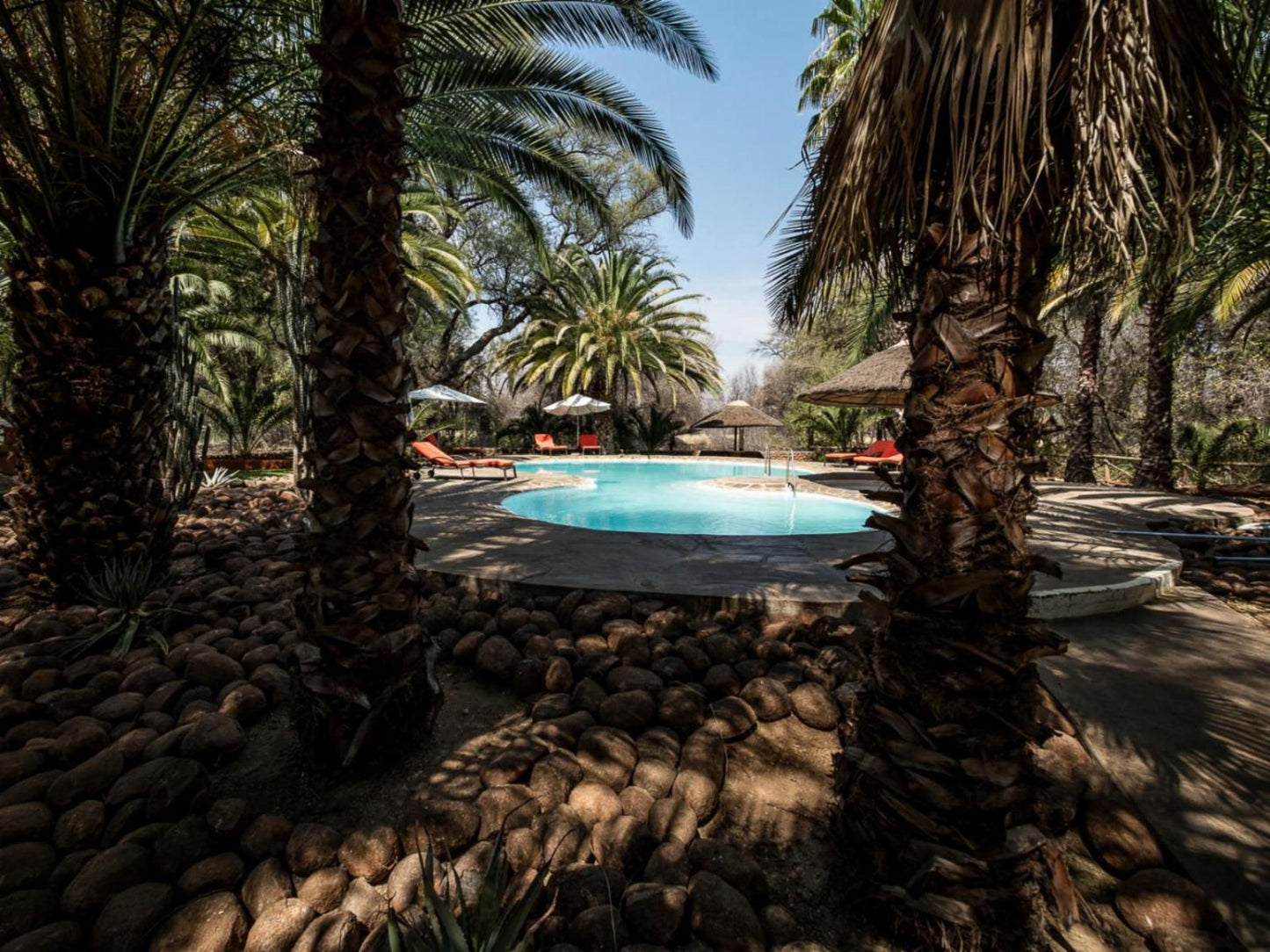 Omaruru Game Lodge, Palm Tree, Plant, Nature, Wood, Swimming Pool