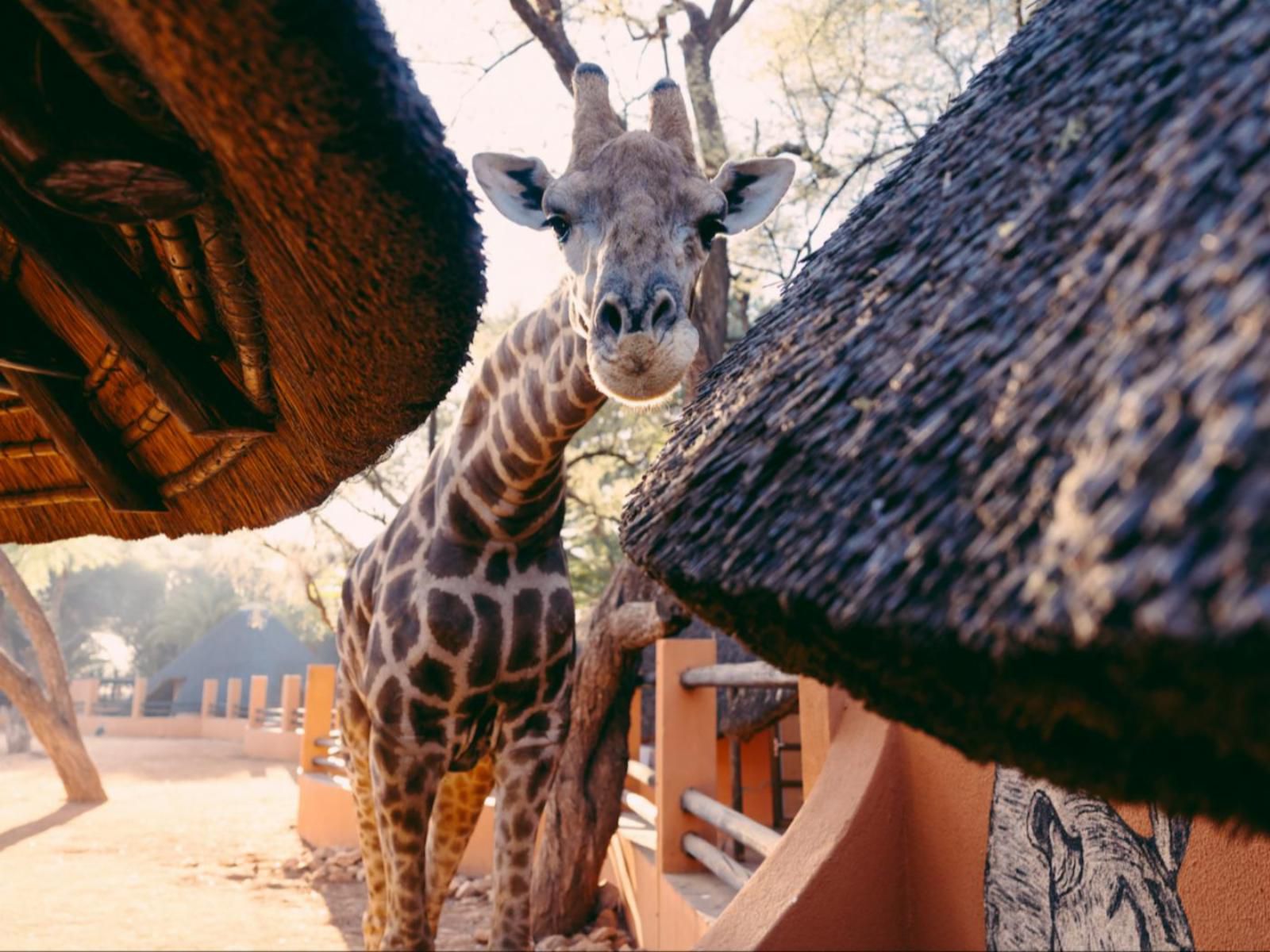 Omaruru Game Lodge, Giraffe, Mammal, Animal, Herbivore