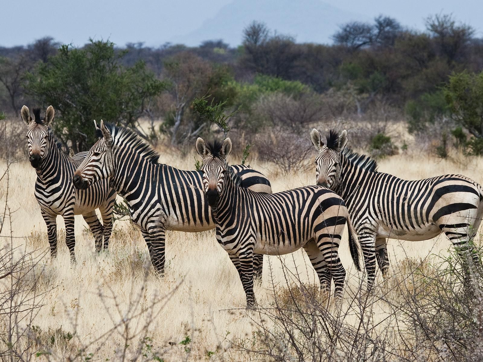 Omaruru Game Lodge, Zebra, Mammal, Animal, Herbivore