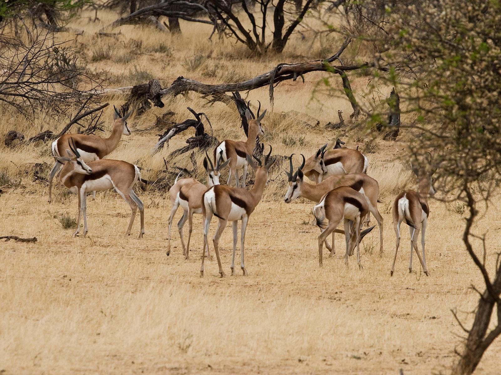 Omaruru Game Lodge, Sepia Tones, Animal