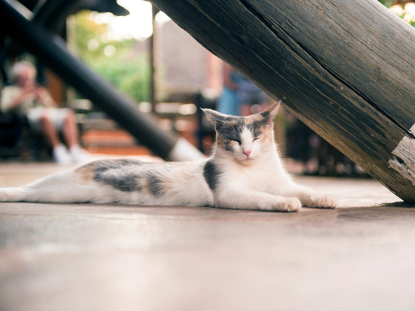 Omaruru Game Lodge, Cat, Mammal, Animal, Pet, Person