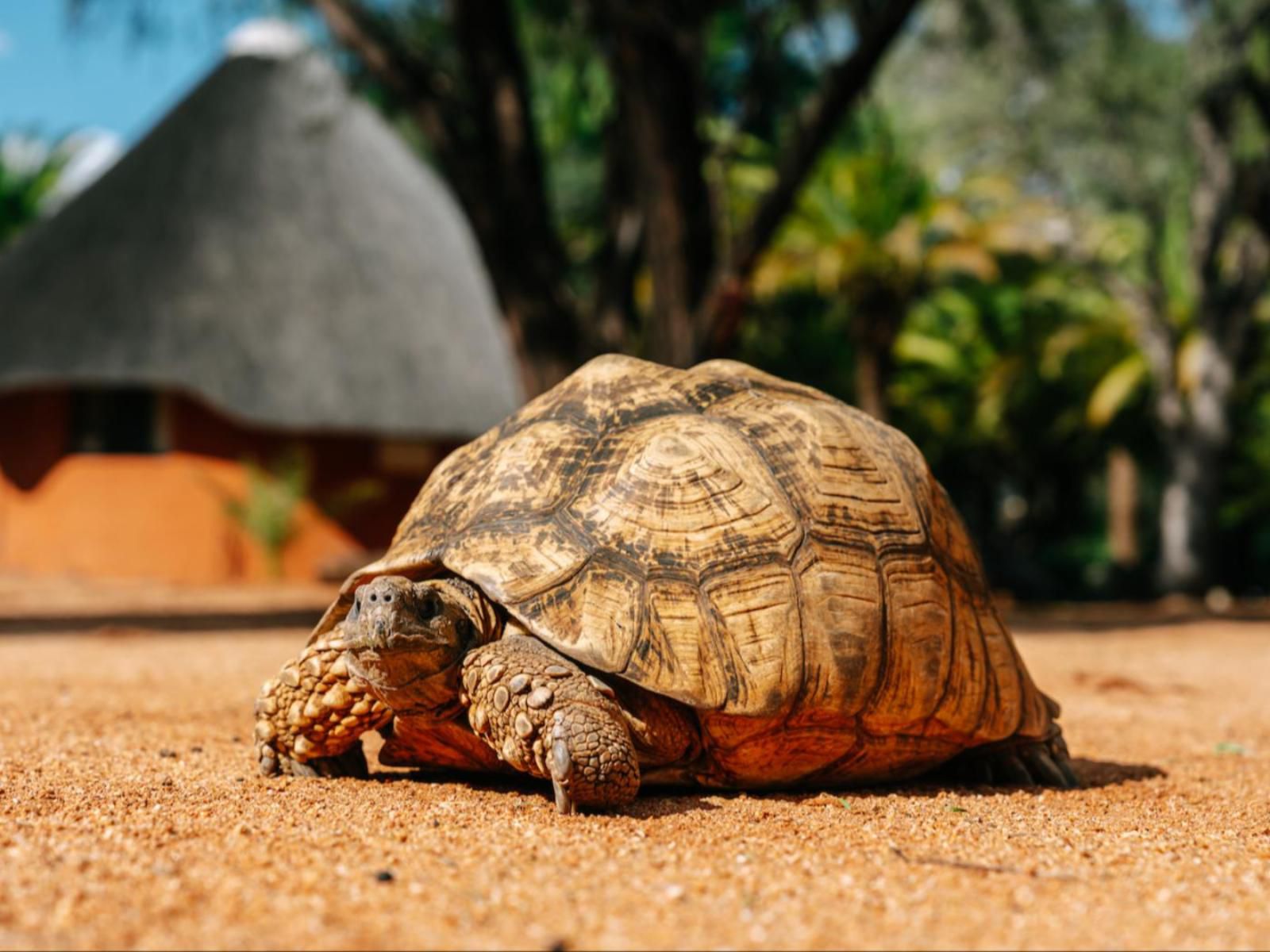 Omaruru Game Lodge, Reptile, Animal, Turtle