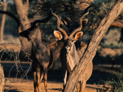 Omaruru Game Lodge, Animal