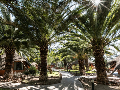 Omaruru Game Lodge, Palm Tree, Plant, Nature, Wood