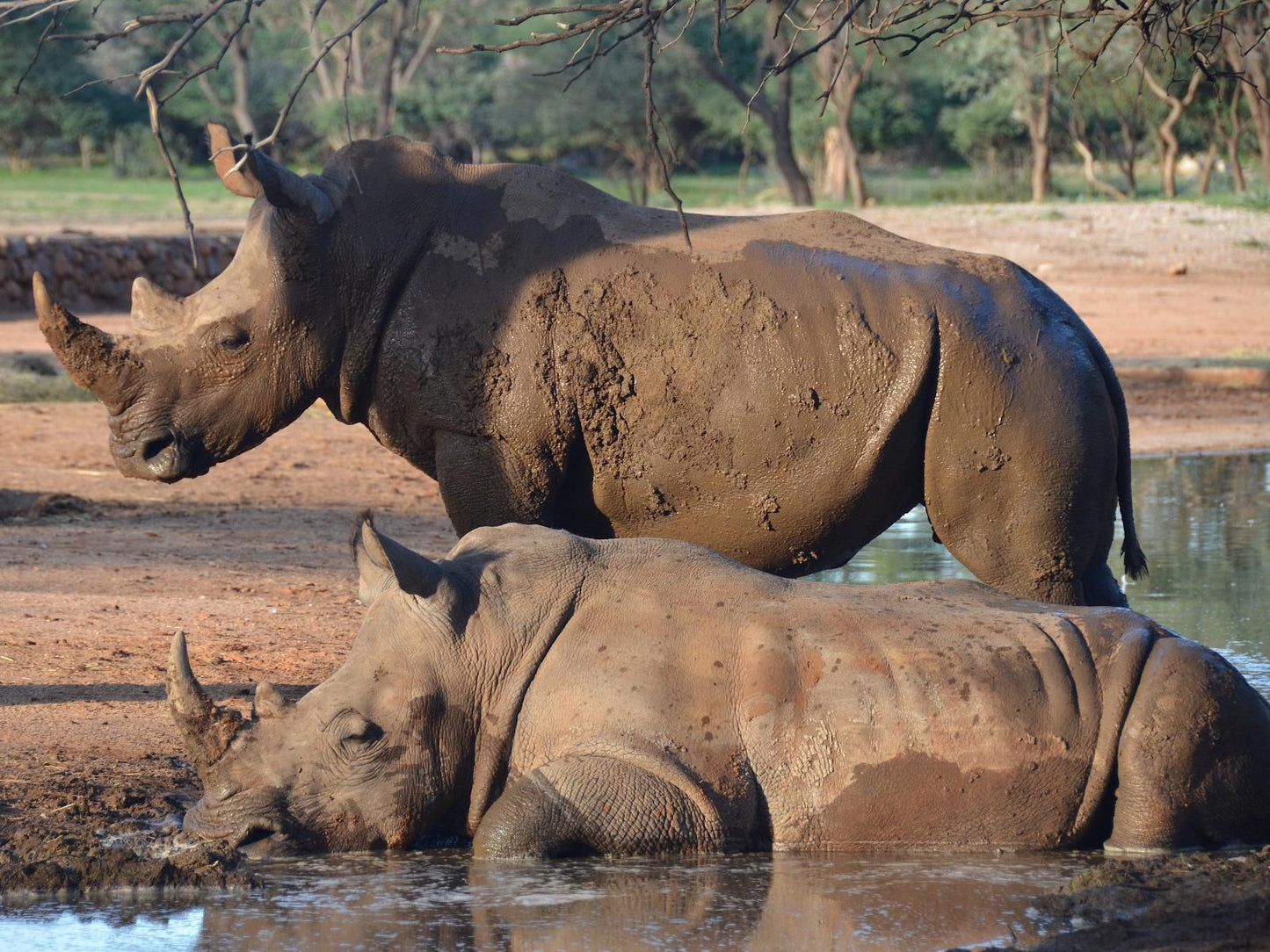 Omaruru Game Lodge, Rhino, Mammal, Animal, Herbivore