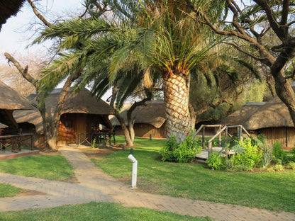 Ombinda Country Lodge, Palm Tree, Plant, Nature, Wood