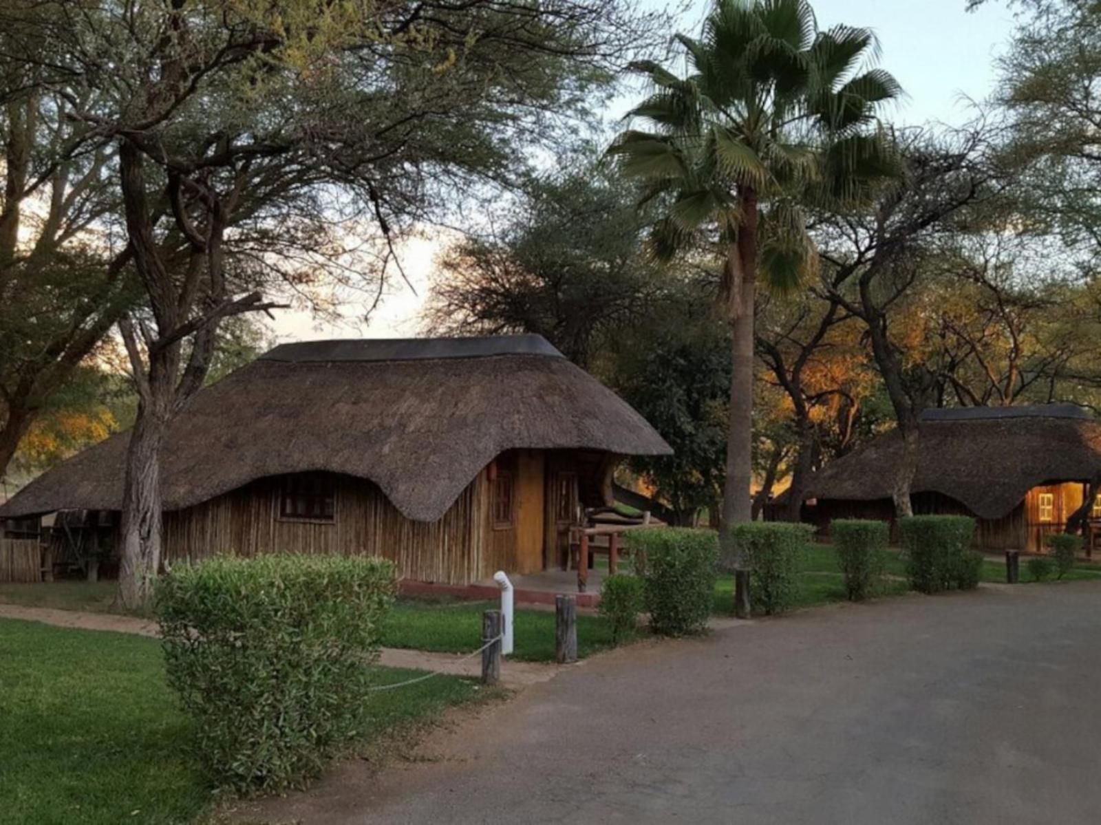 Ombinda Country Lodge, Palm Tree, Plant, Nature, Wood