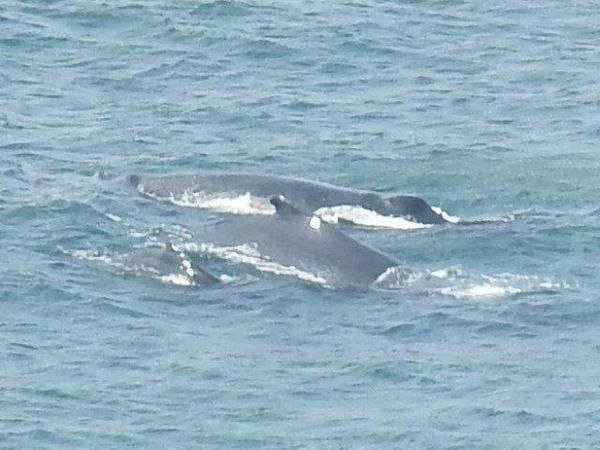 On The Ocean Fynnlands Durban Kwazulu Natal South Africa Cliff, Nature, Whale, Marine Animal, Animal, Ocean, Waters