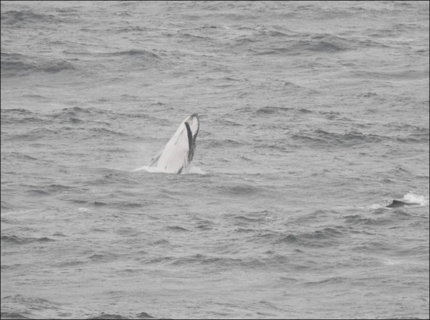 On The Ocean Fynnlands Durban Kwazulu Natal South Africa Colorless, Seagull, Bird, Animal, Whale, Marine Animal