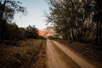 Onbedacht Cottage Graaff Reinet Eastern Cape South Africa Forest, Nature, Plant, Tree, Wood, Street