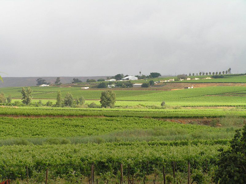 Onderhoek Vredendal Western Cape South Africa Field, Nature, Agriculture, Wine, Drink, Canola, Plant, Lowland