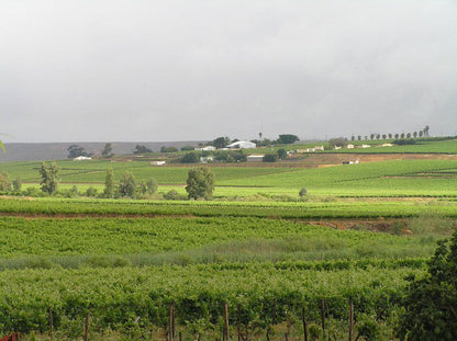 Onderhoek Vredendal Western Cape South Africa Field, Nature, Agriculture, Wine, Drink, Canola, Plant, Lowland